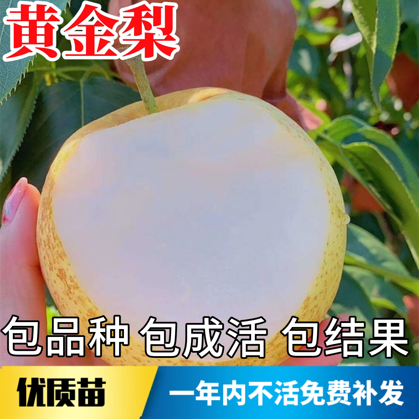 黄金梨树果苗不活包赔当年结果