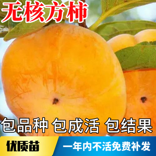 无核方柿树苗南北方庭院果树柿子树果苗大树盆栽嫁接甜脆当年结果
