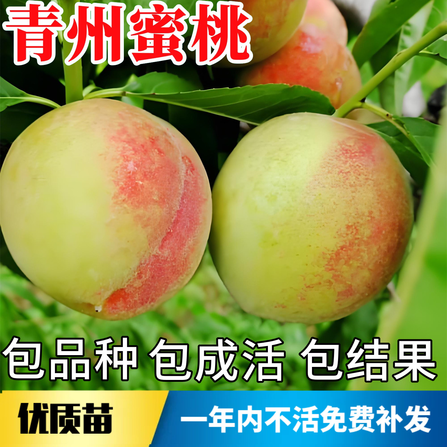 青州蜜桃苗不活包赔当年结果