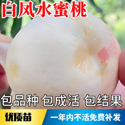 白凤水蜜桃苗不活包赔当年结果