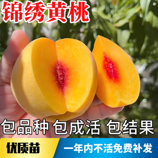 锦绣黄桃树苗南北方耐寒桃树果苗特大号盆栽嫁接晚熟红心当年结果