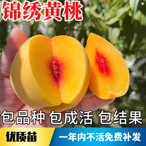 锦绣黄桃树苗不活包赔当年结果