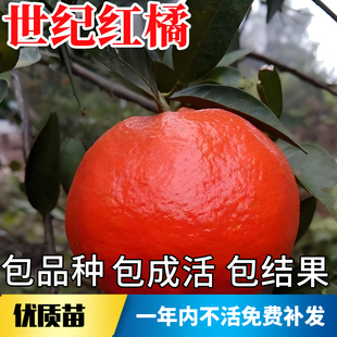 世纪红橘树苗庭院地栽耐寒柑橘树果苗带土盆栽嫁接大桔子当年结果