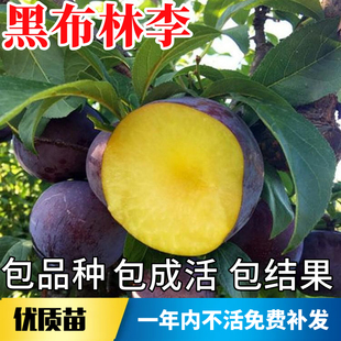 黑布林大李子树苗南北方种植特大号纯甜盆栽嫁接果树苗当年结果