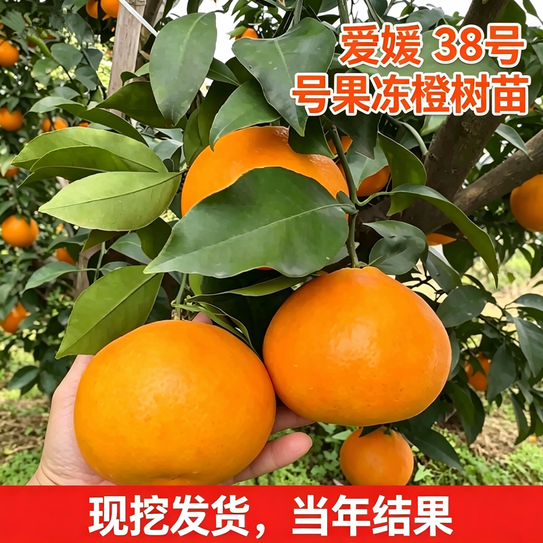 爱媛38号果冻橙树苗带土球包成活图片