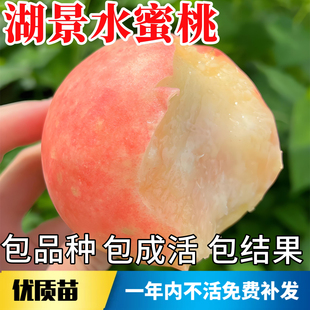 湖景水蜜桃苗南北方庭院地栽耐寒桃树果苗盆栽嫁接大树当年结果