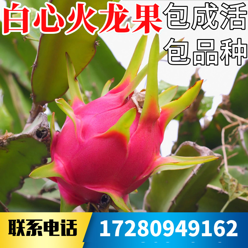 白心火龙果苗树南北方庭院地栽种植果树阳台盆栽四季水果当年结果