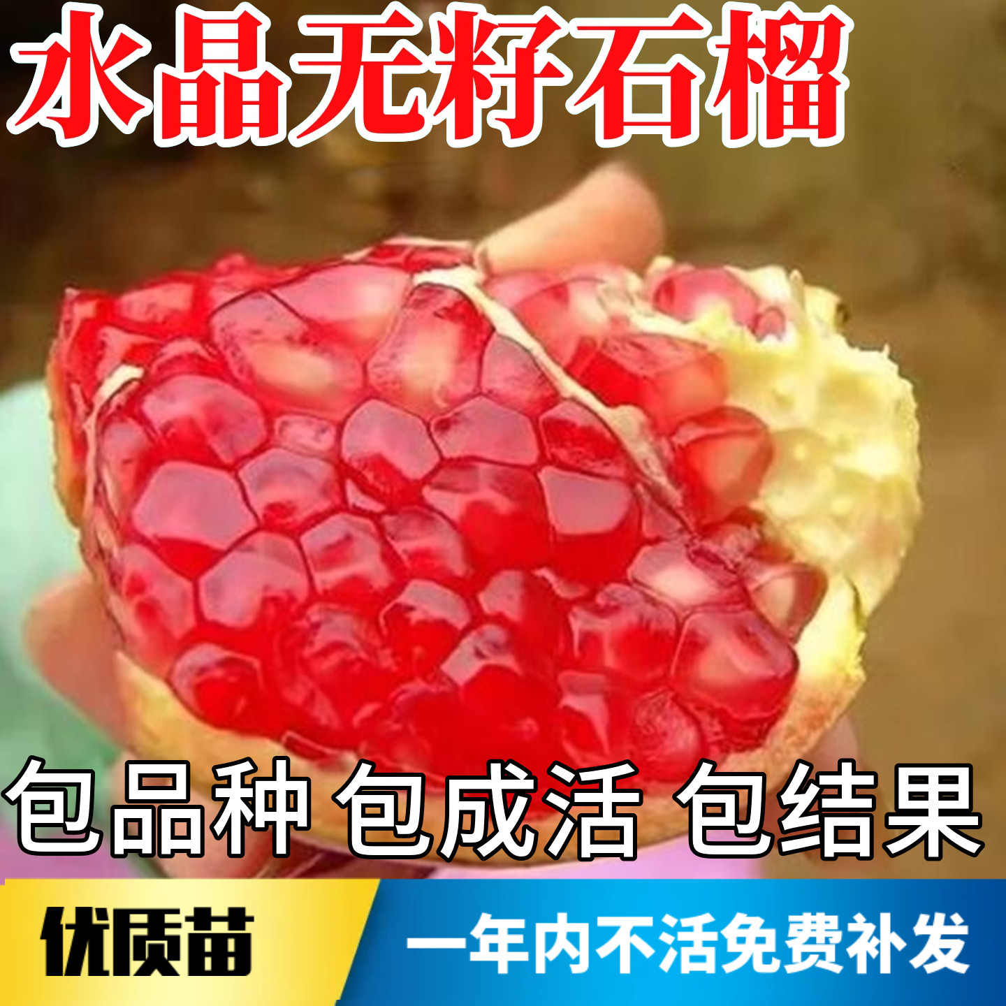 无籽水晶石榴苗不活包赔当年结果图片
