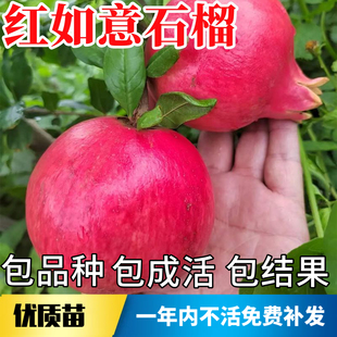 红如意石榴树苗南北方庭院特大高杆耐寒果树盆栽矮化老桩当年结果