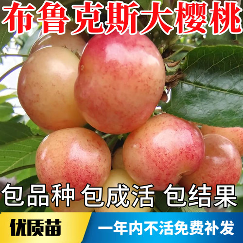 布鲁克斯大樱桃苗不活包赔包结果