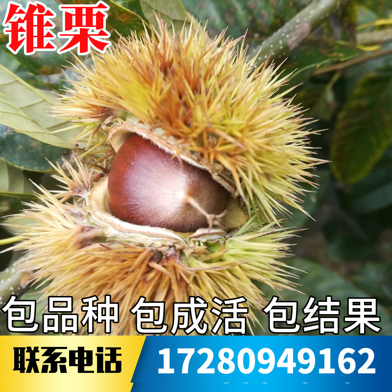锥栗树嫁接苗不活包赔当年结果图片