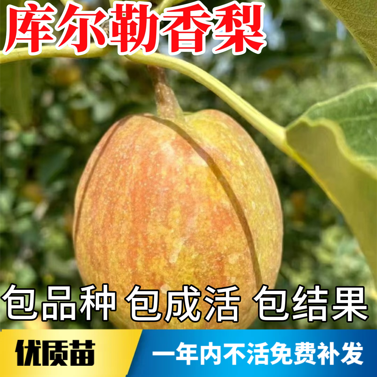 库尔勒香梨苗不活包赔当年结果