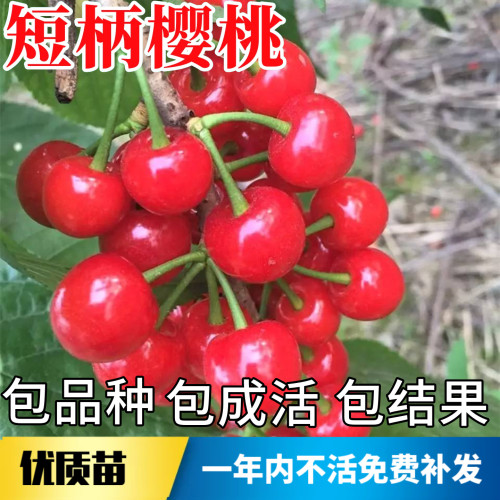 短柄樱桃苗不活包赔当年结果