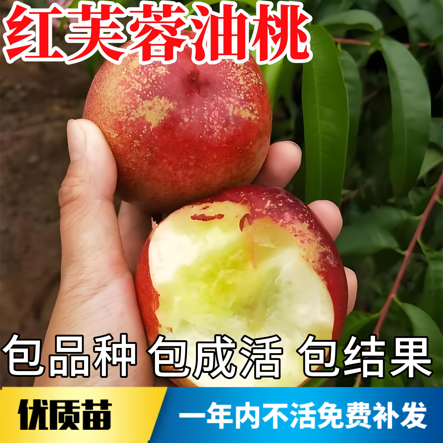 红芙蓉油桃树苗不活包赔当年结果