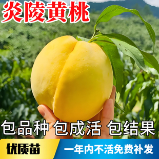 炎陵黄桃树苗南北方耐寒桃树果苗特大号盆栽嫁接晚熟红心当年结果