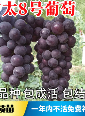 户太八号葡萄苗不活包赔当年结果