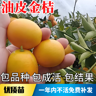 油皮金桔苗老品种庭院耐寒金橘树果苗盆栽嫁接四季可食用当年结果