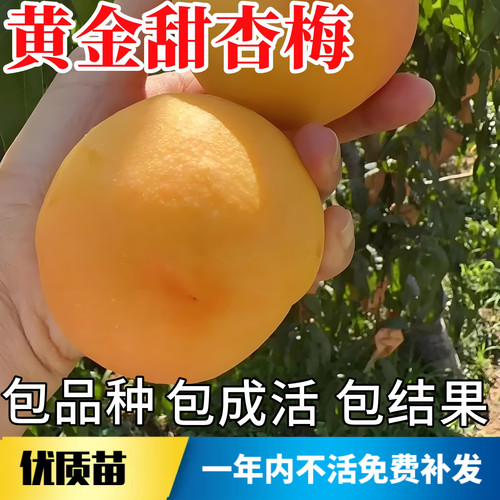 黄金甜杏梅树果苗不活包赔包结果
