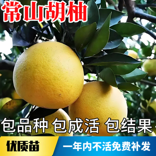 常山胡柚苗南北方庭院耐寒观赏特大号胡柚树果苗盆栽嫁接当年结果