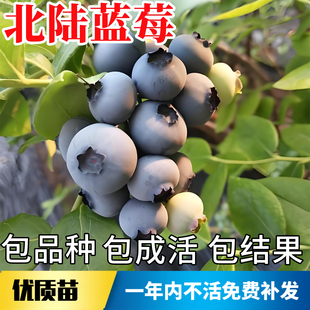 北陆蓝莓苗南北方室外地栽耐寒蓝莓树果苗阳台盆栽特大号当年结果