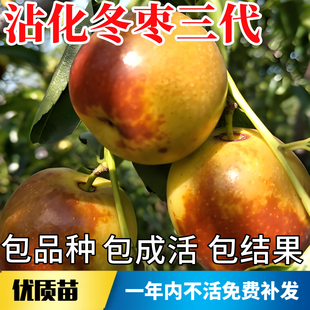 沾化冬枣三代树苗南北方种植特大果超甜大树活苗盆栽嫁接当年结果