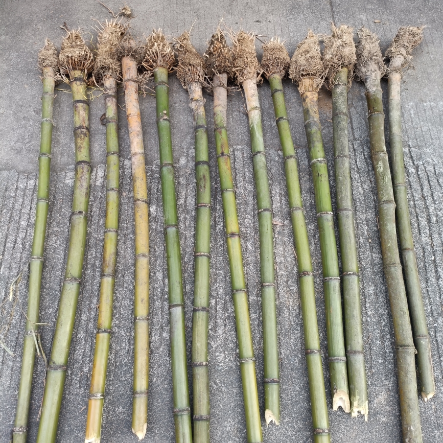 一匠人不易裂石竹南箫洞箫尺八竹料福建桂竹更胜台桂优质高山老竹