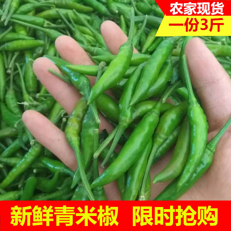 自种超辣小尖椒3斤包邮新鲜蔬菜