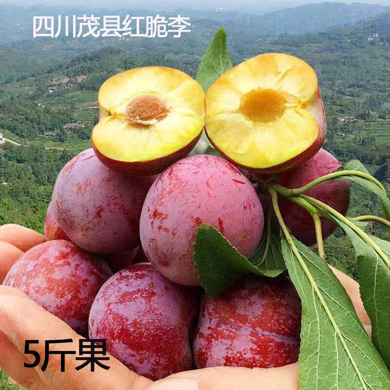 Shunfeng Air transport Sichuan Province Red plums Crisp Plum 5 hollow Maoxian Wenchuan Plums fresh fruit goods in stockin the Aquatic meat/Fresh fruits and vegetables/Cooked , Fresh fruit , Plums  category - from Buy2taobao.com to provide professional Taobao agent buy service