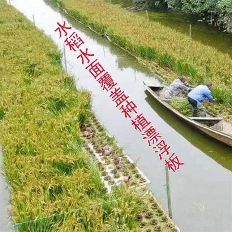 水上种植泡沫浮床水培水稻浮板 鱼菜共生蔬菜种植板