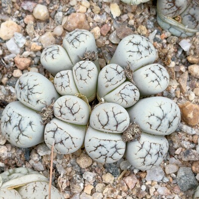 5.7厘米，8头c188荒玉，生石花群