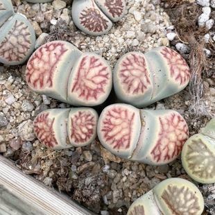 0359 5.8厘米 红纹菊