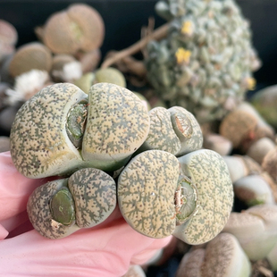 4头弁天 尺寸6.3