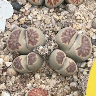 0049 5.7厘米 4头水墨菊