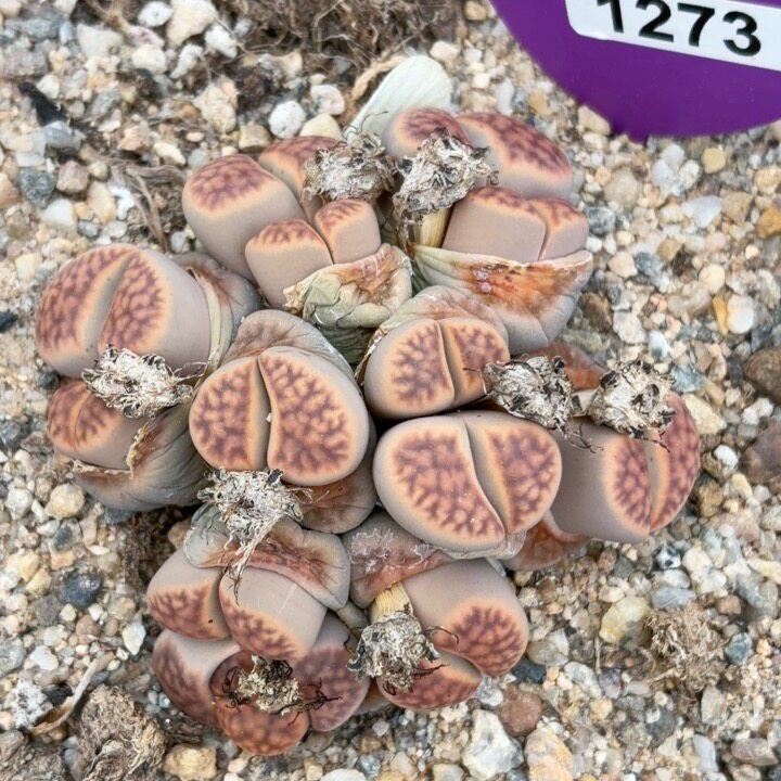 1273，13个头大群，8.5多肉植物