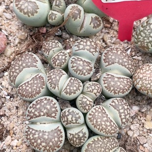 0575 9头网纹 7.7厘米