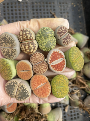 彩色组合生石花20颗，尺寸1.5-2厘米左右，随机择优发