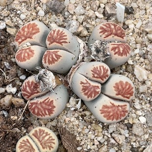 0627 5.8厘米 6头红纹菊