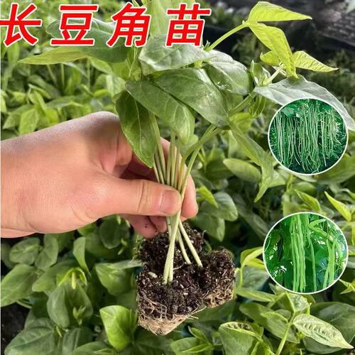 正宗有架四季豆苗高产长豆角秧苗带土球长豇豆幼苗春秋季阳台盆栽