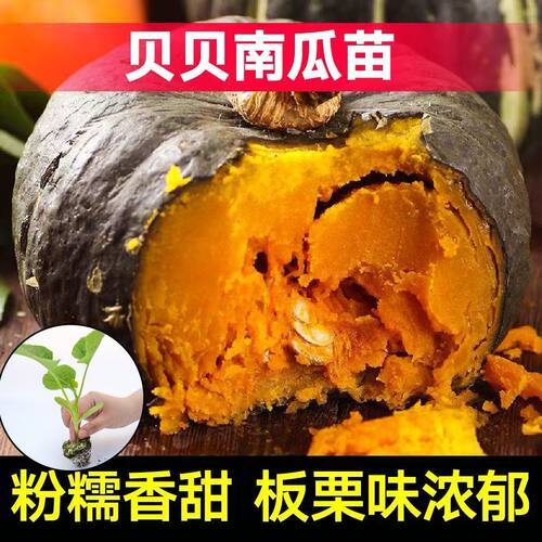 绿贝贝南瓜苗秧高产正宗板栗味蔬菜种籽苗孑庭院阳台盆栽秧苗大全