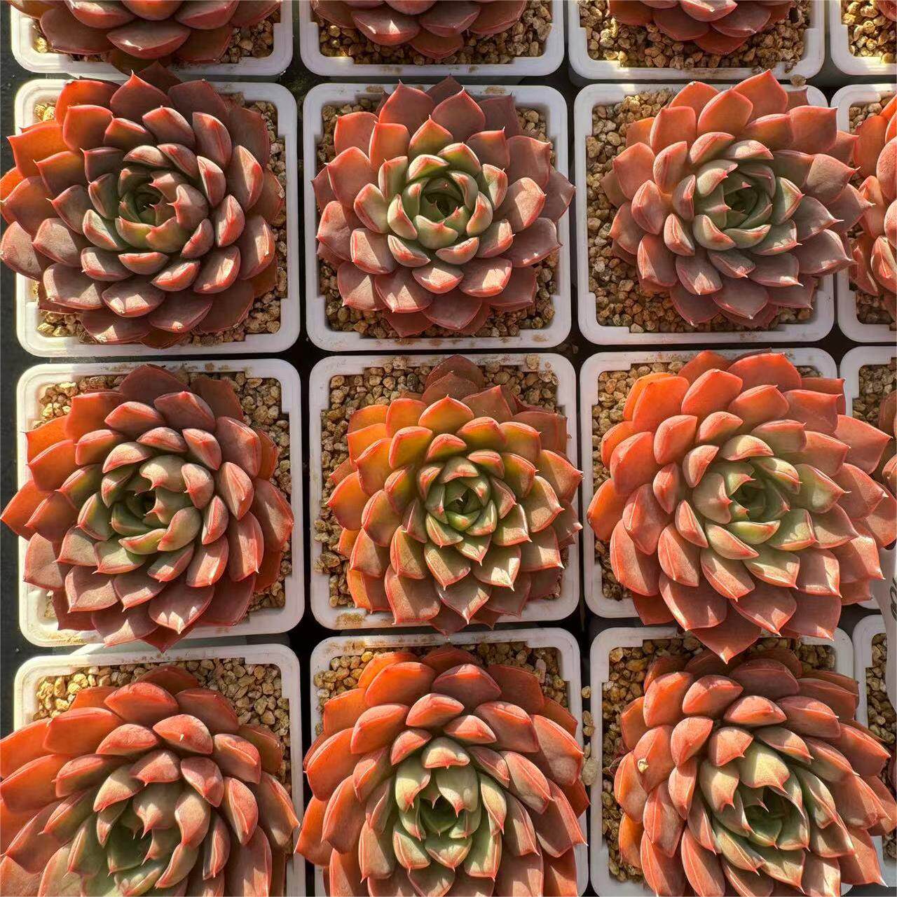 211-玫瑰夫人  云南大理基地多肉植物1颗包邮偏远地区除外