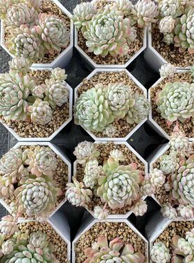 033-小粉梅  云南大理基地多肉植物1颗包邮偏远地区除外