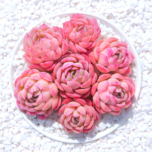 草莓冰 多肉植物组合盆栽新款爆盆稀有品种巨型贵货肉肉植物 多肉