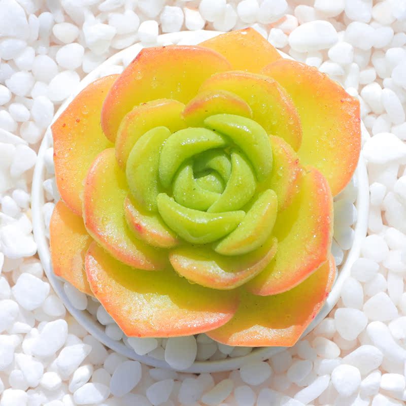 百合莉莉多肉植物大颗百合丽丽