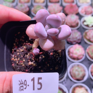 9-15桃蛋
