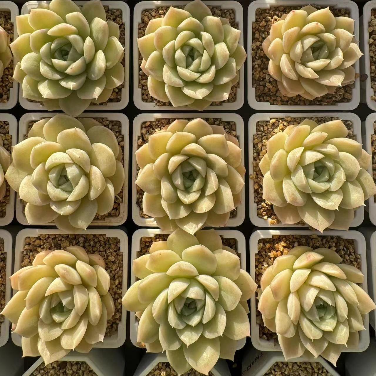 213-白冰雪女王  云南大理基地多肉植物1颗包邮偏远地区除外