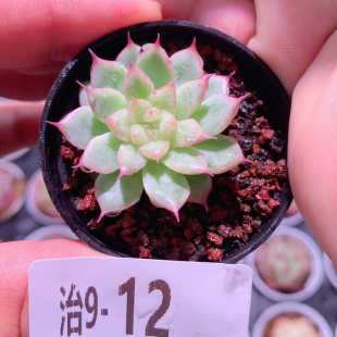 9-12海王
