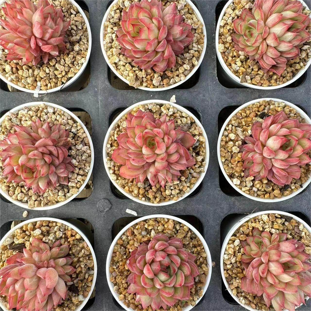 038-女雏  云南大理基地多肉植物1颗包邮偏远地区除外,鲜花速递/花卉仿真/绿植园艺,多肉植物,淘宝优惠券,粉丝福利购,淘宝优惠卷