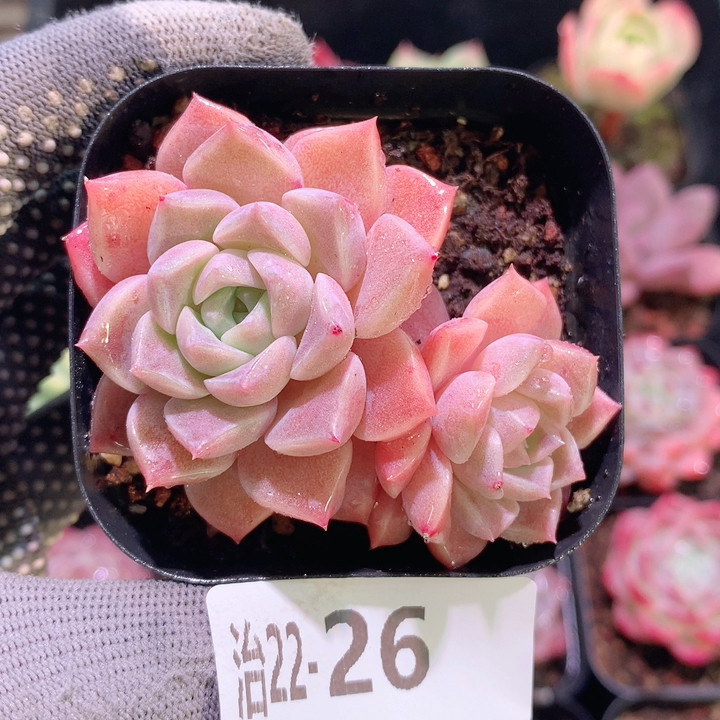 治22-26 粉斑点,鲜花速递/花卉仿真/绿植园艺,多肉植物,淘宝优惠券,粉丝福利购,淘宝优惠卷