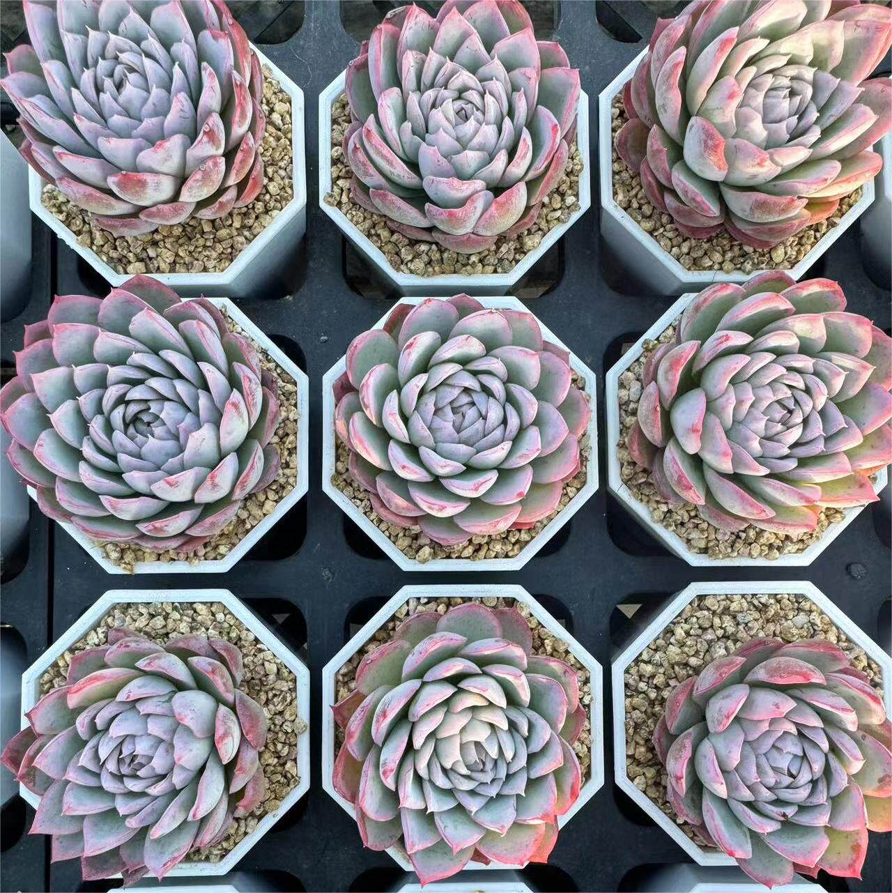 205-紫罗兰女王  云南大理基地多肉植物1颗包邮偏远地区除外