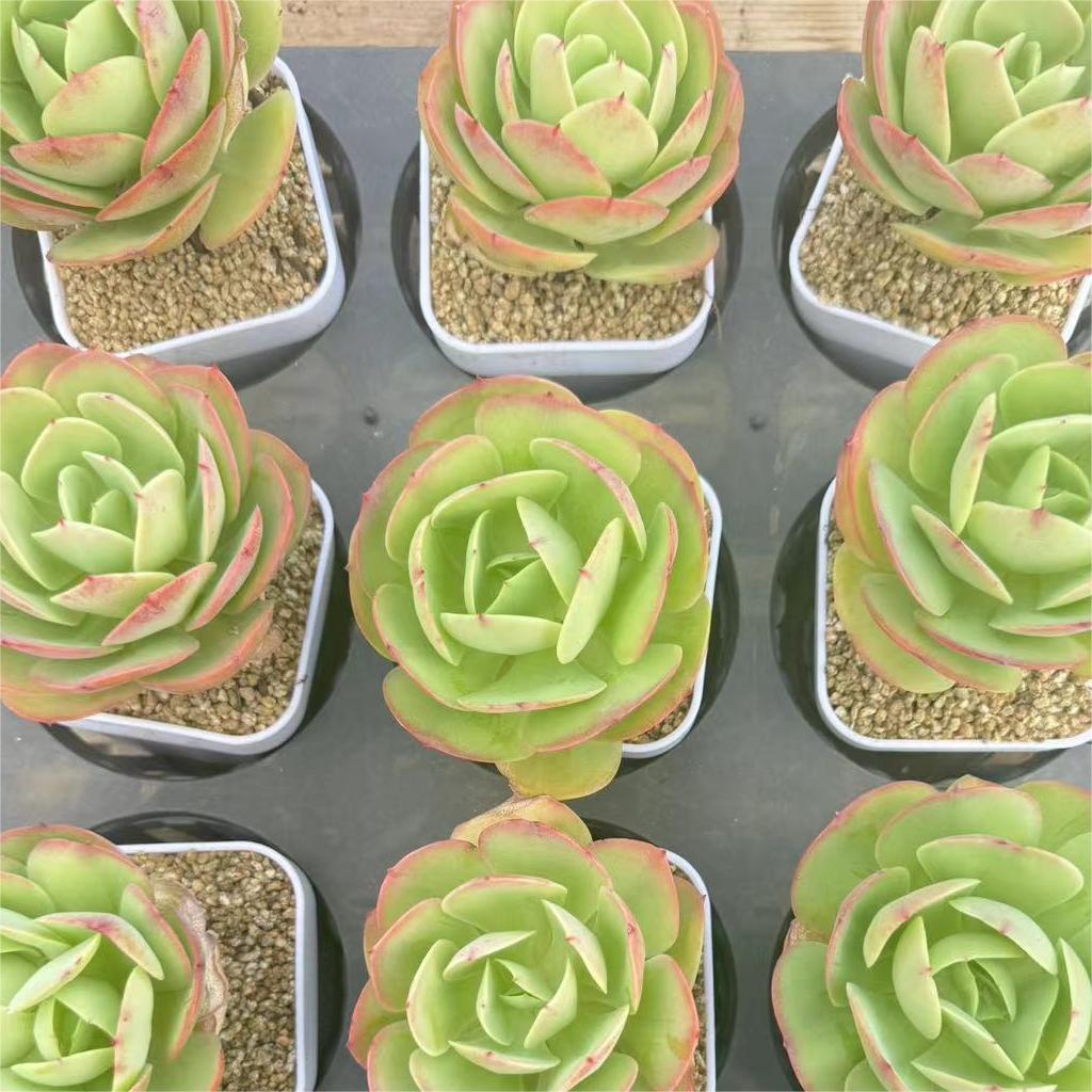 006-碧桃云南大理基地多肉植物1颗包邮偏远地区除外